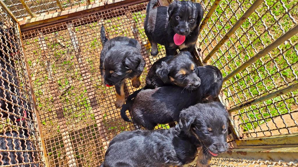 Parque Cidade recebe evento de adoção de cães e gatos neste sábado (3)